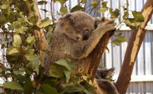 Koala Sanctury Park Brisbane