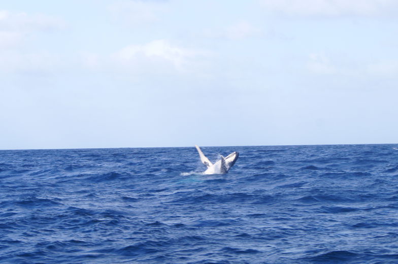 Surfers Paradise Tipp Whale Watching Tour