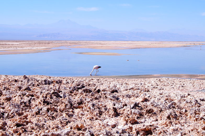 Tour durch die Atacama Wueste am Salzsee mit Flamingo 