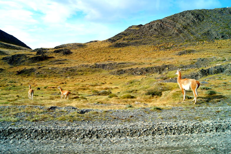 Tipp beobachte die reiche Tierwelt in Torres del Paine Nationalpark