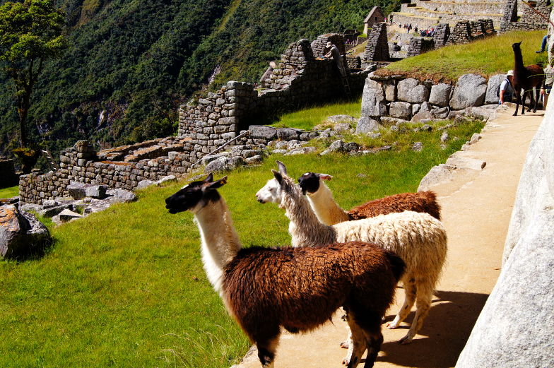 Der Machu Picchu Ausflug war eins unser schoensten Weltreise Erlebnisse