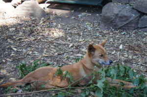 Dingo Wildhund Australien Fakten