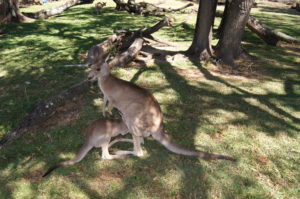 Kangaru verschiedene Arten Austalien Fakten