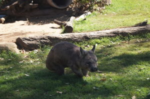 Wombat Fakten Australien