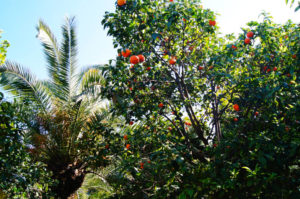 In Valencia gibt es überall Orangenbäume 