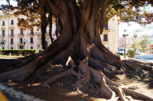 Riesiger Baum Valencia Tipps zu Sehenswürdigkeiten