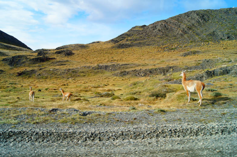 Faszinierende Tierwelt Chile Fakten