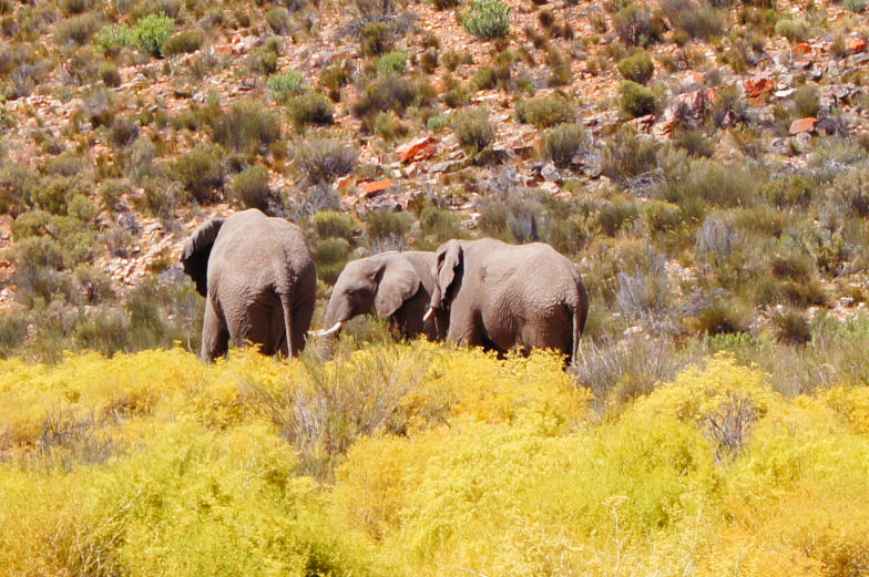 Elefanten beobachten bei der Aquila Game Reserve Safari
