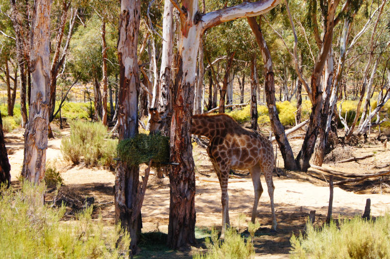 Tagessafari ab Kapstadt Aquila Game Reserve