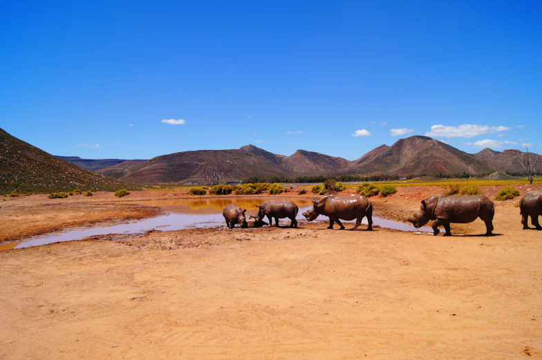 Aquila Game Reserve perfekt um eine Safari auszuprobieren