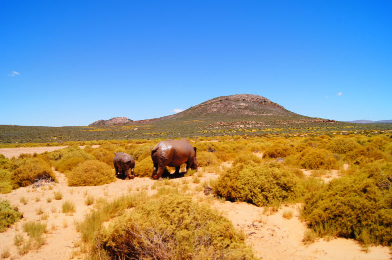 Jeeptour durch Aquila Game Reserve