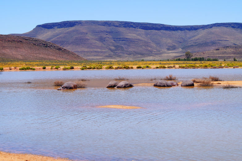 Aquila Game Reserve Big 5 nahe Kapstadt erleben