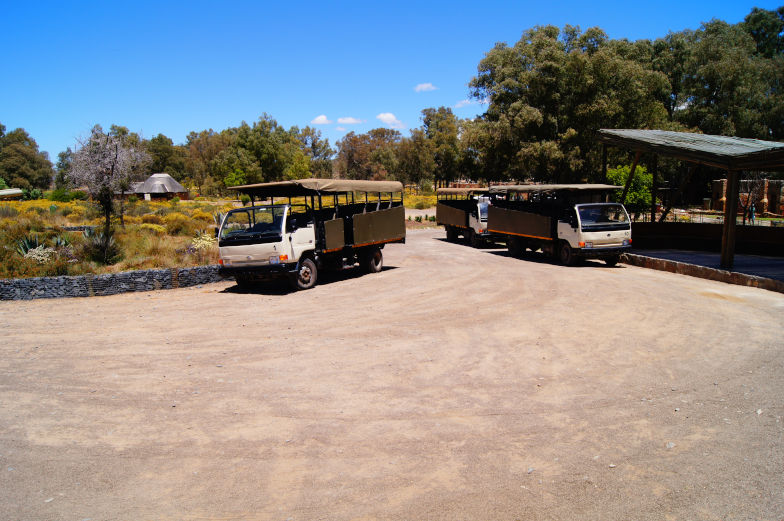Aquila Safari mit offenen Geländewagen und Jeep