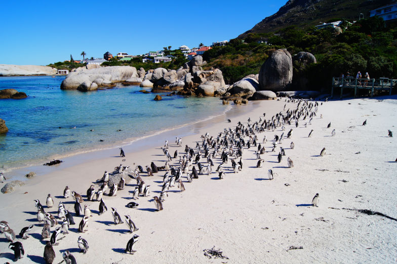 Welche Tiere gibt es in Kapstadt Reisetipps