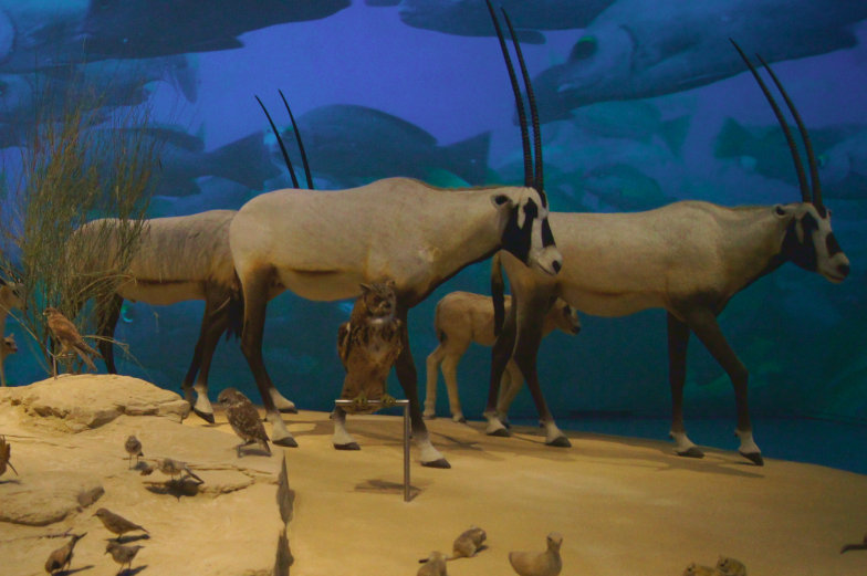 Oryx ist das Nationaltier von Katar Fakten 