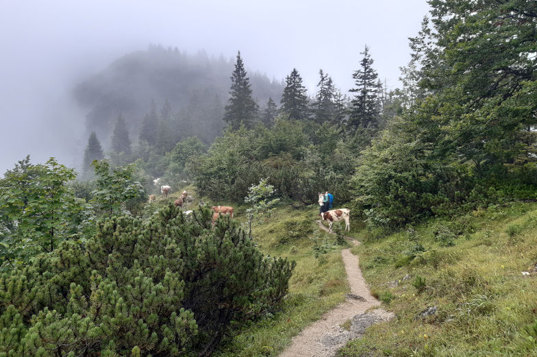 Schmaler Wanderweg mit Kühen zweite Etappe Alpenüberquerung Kreuth nach Achenkirch