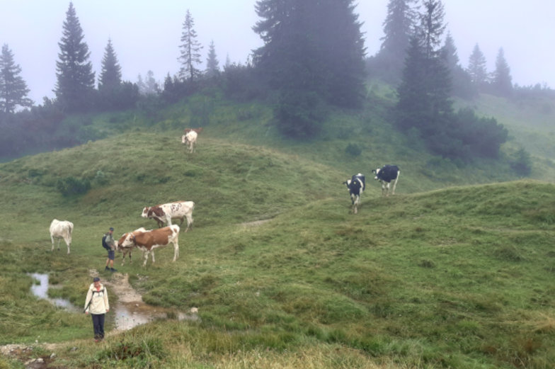 Viele Kühe auf dem Weg nach Achenkirch der zweiten Etappe der Alpenüberquerung