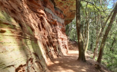 Wandern-im-Pfaelzerwald-meine-Lieblingstouren