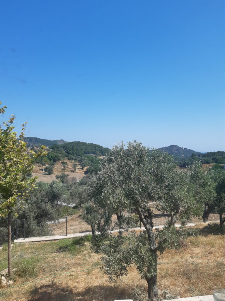 Ausblick vom Tiny House auf Olivenbäume und hügelige Landschaft in der Türkei