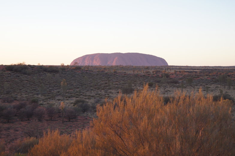 Der Uluru bei Sonnenuntergang, umgeben von rotem Spinifexgras im australischen Outback